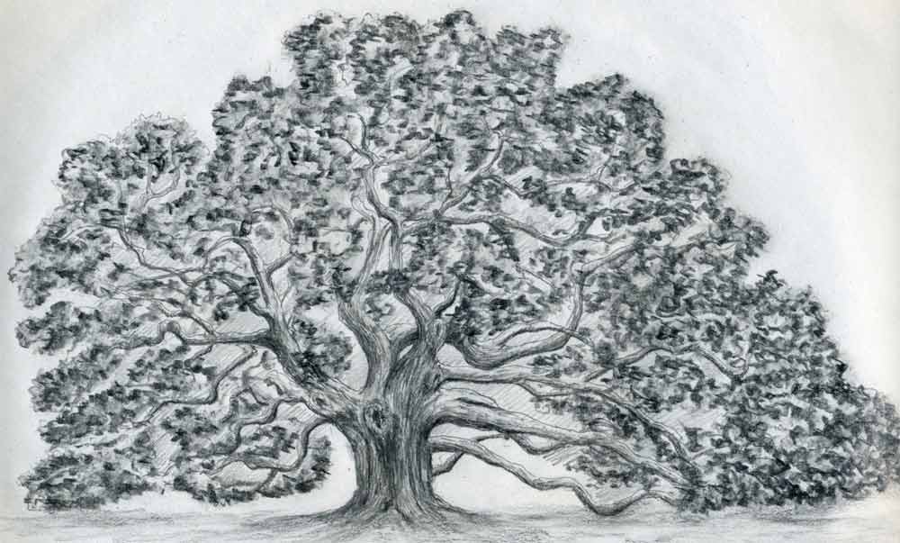 Oak Tree Drawing Pic