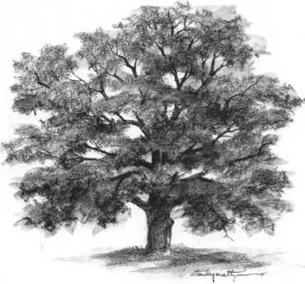 Oak Tree Drawing Pics