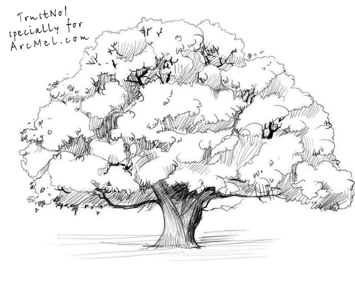 Oak Tree Drawing Realistic