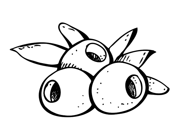 Olives Image Drawing