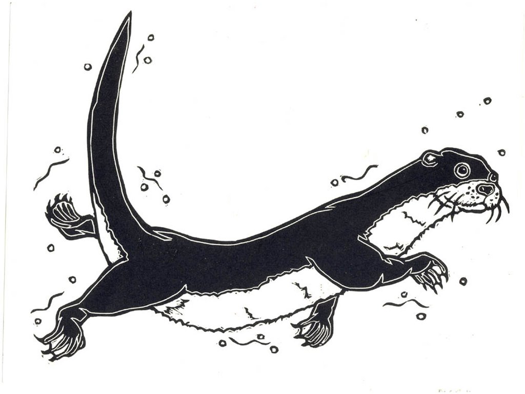 Otter Swimming Drawing Amazing