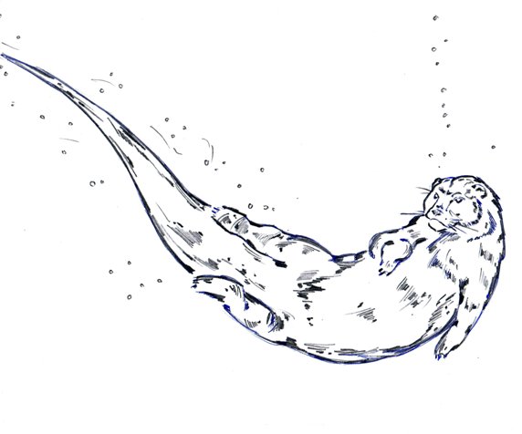 Otter Swimming Drawing Image