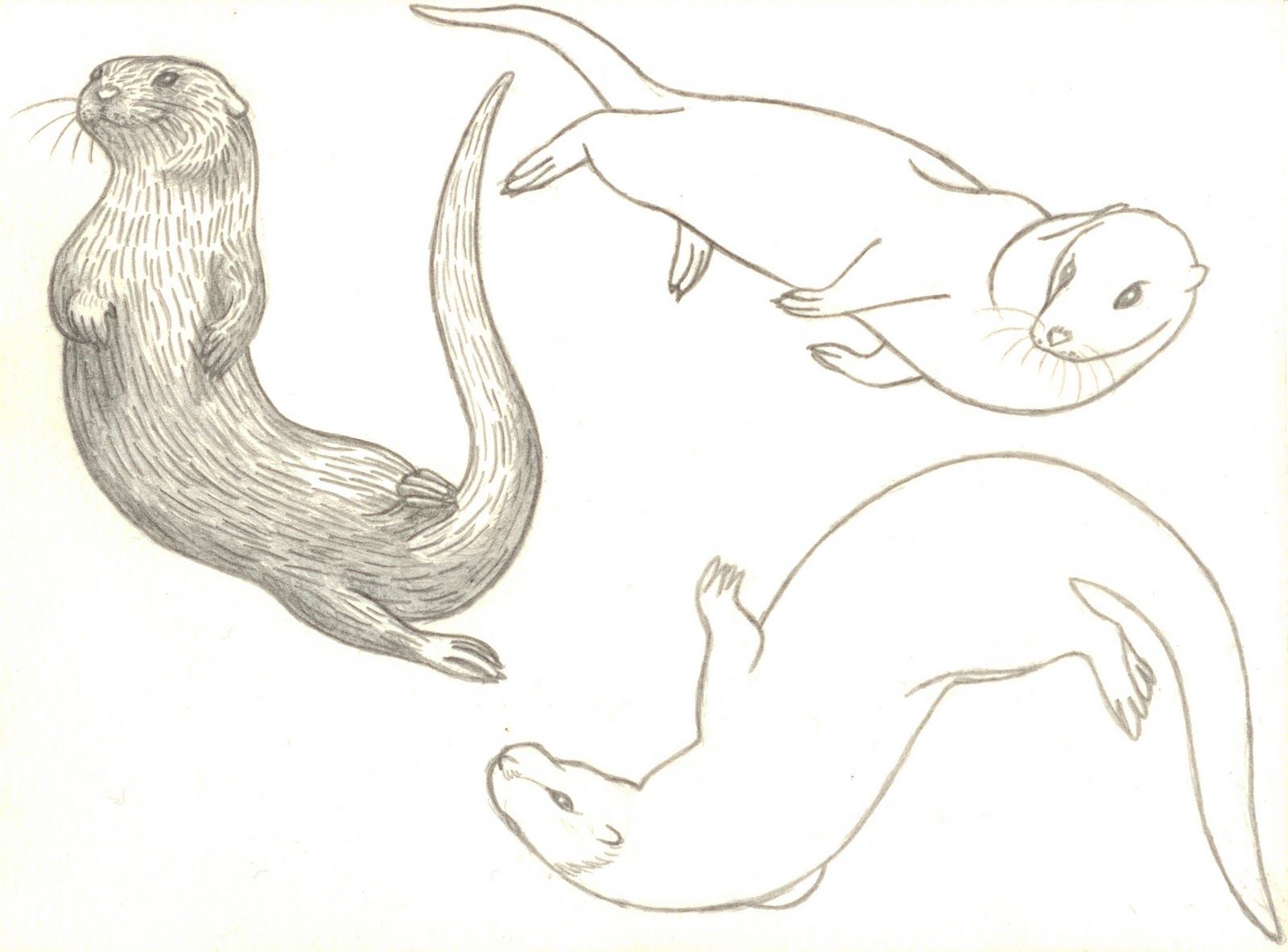 Otter Swimming Drawing Realistic