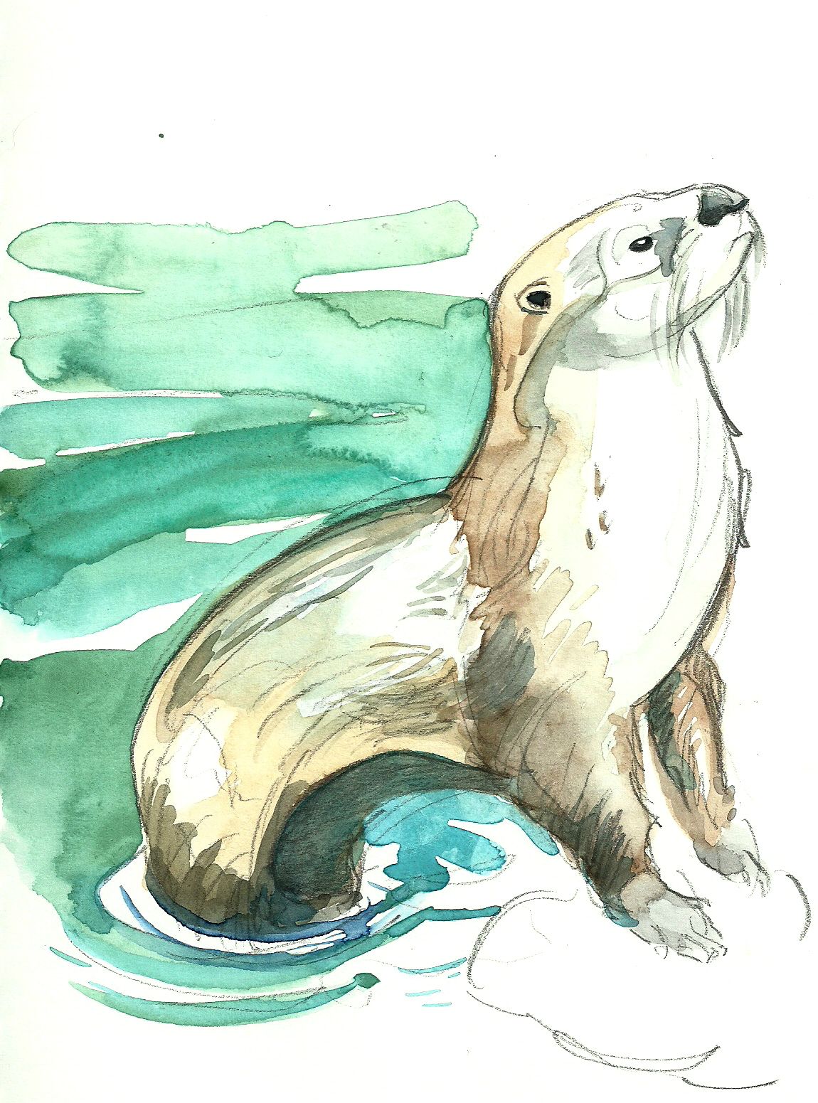 Otter Swimming Drawing Sketch