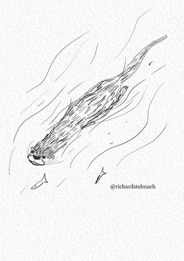 Otter Swimming Drawing