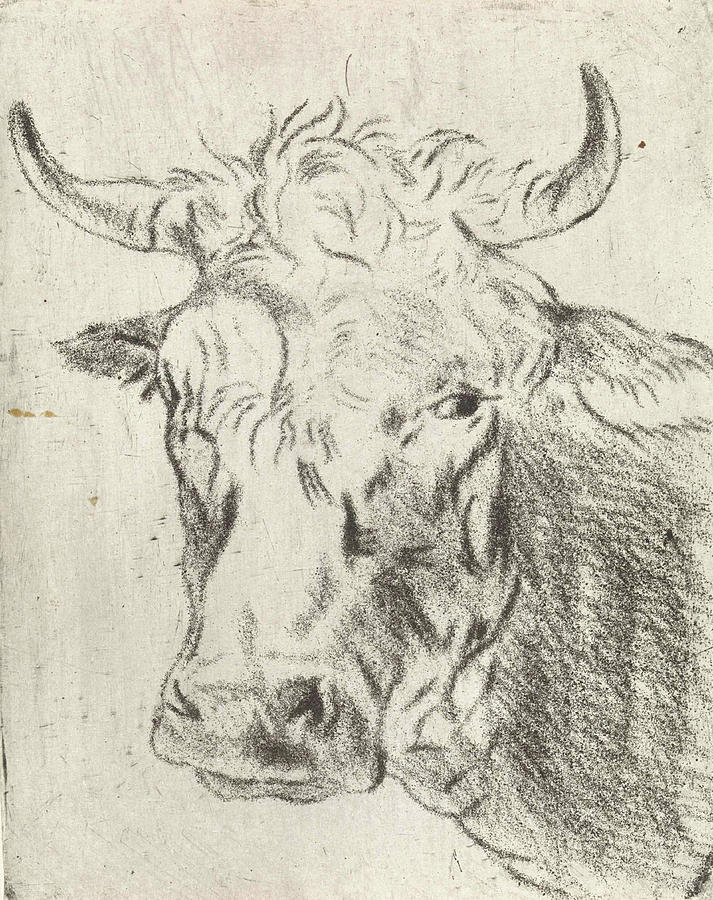 Ox Drawing Realistic