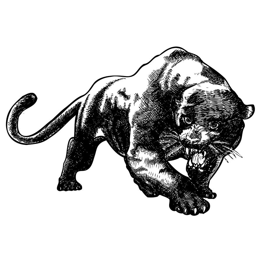 Panther Drawing High-Quality