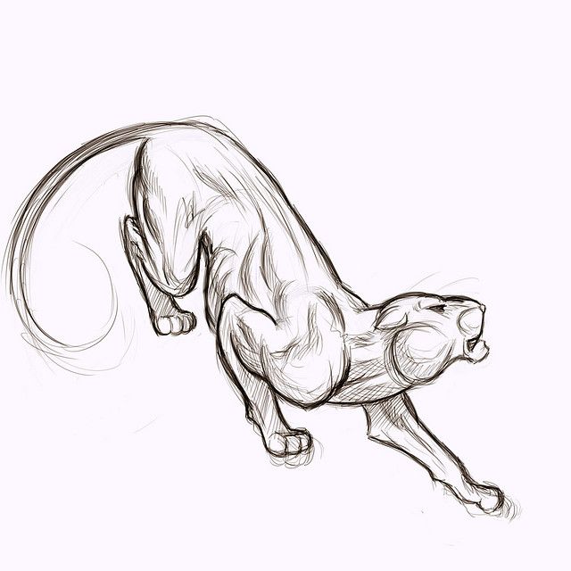 Panther Drawing Pics