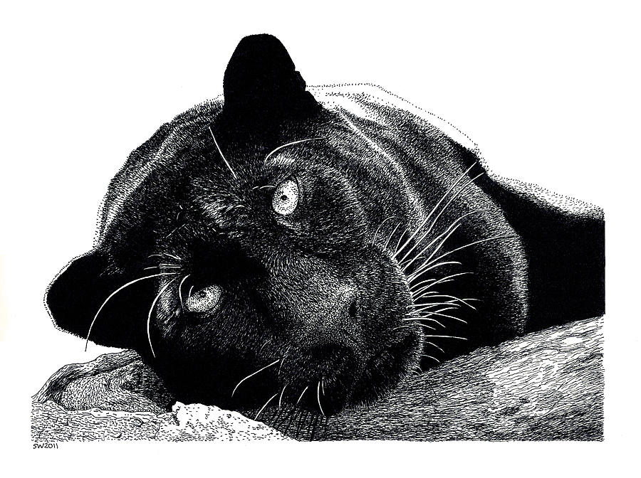 Panther Drawing Sketch