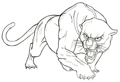 Panther Drawing - Drawing Skill