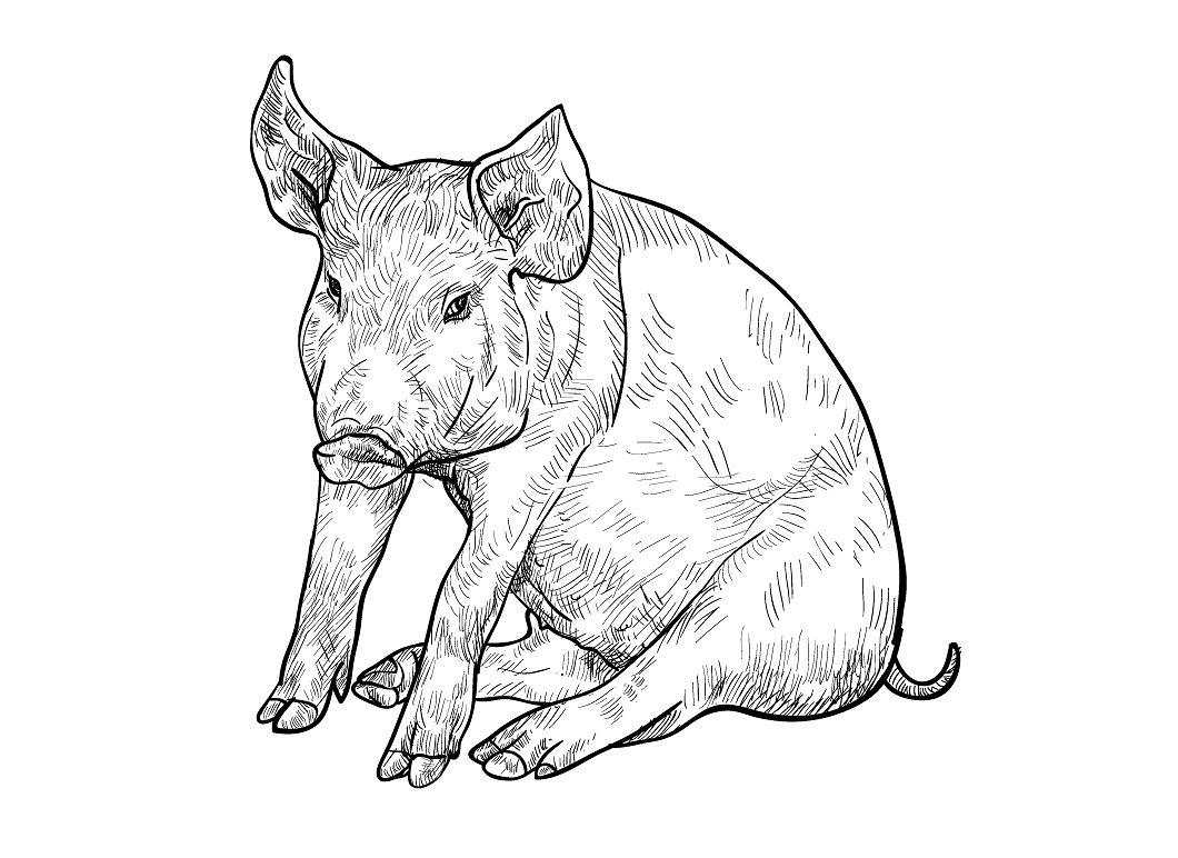 Pig Drawing Beautiful Art
