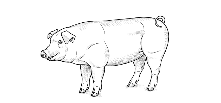 Pig Drawing Beautiful Image