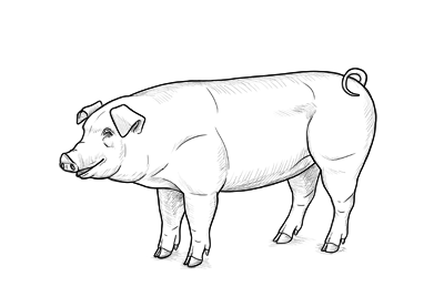 Pig Drawing High-Quality