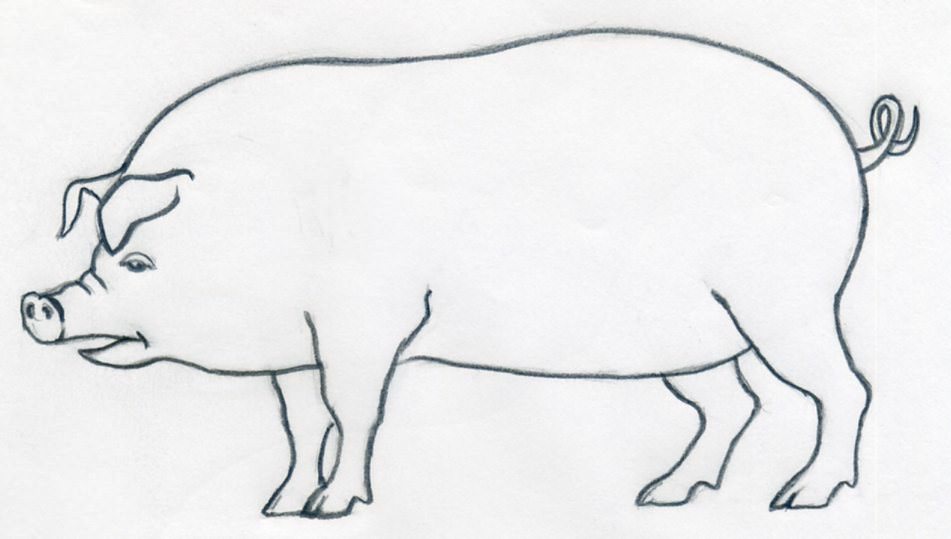 Pig Drawing Photo