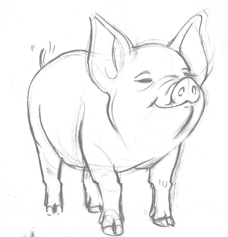 Pig Drawing Pic