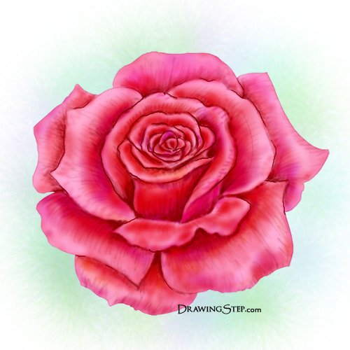 Pink Rose Art Drawing
