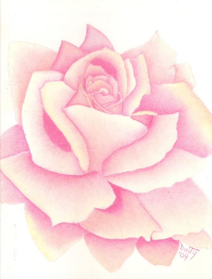 Pink Rose Drawing Beautiful Image