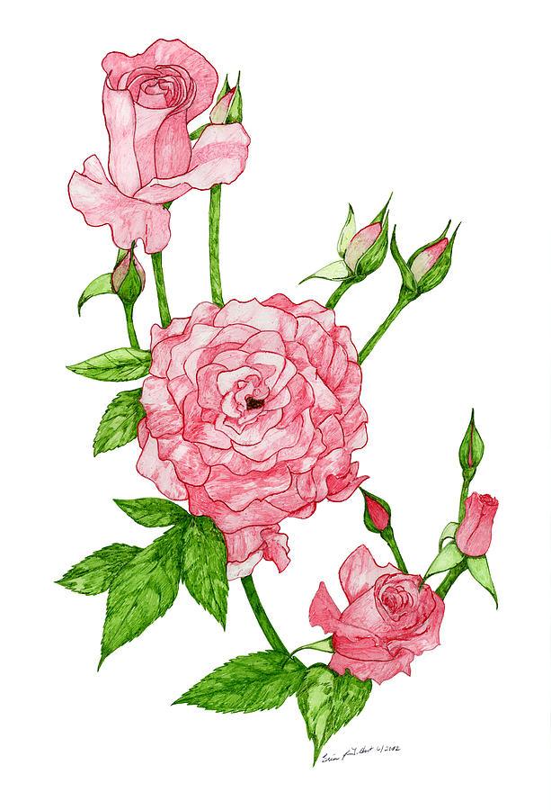 Pink Rose Drawing Best