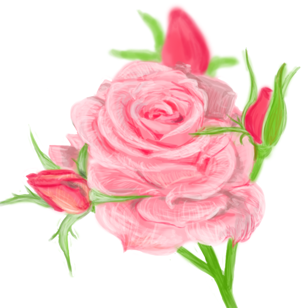 Pink Rose Drawing High-Quality