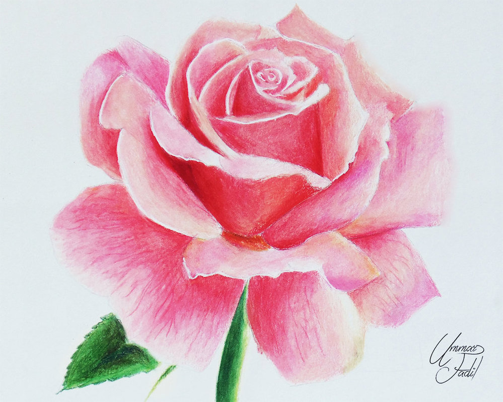 Pink Rose Drawing Image