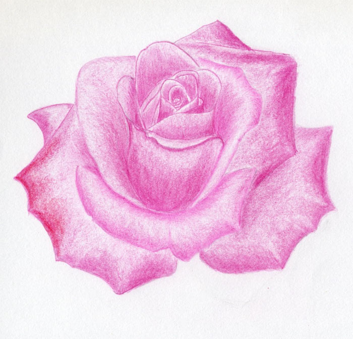 Pink Rose Drawing Photo