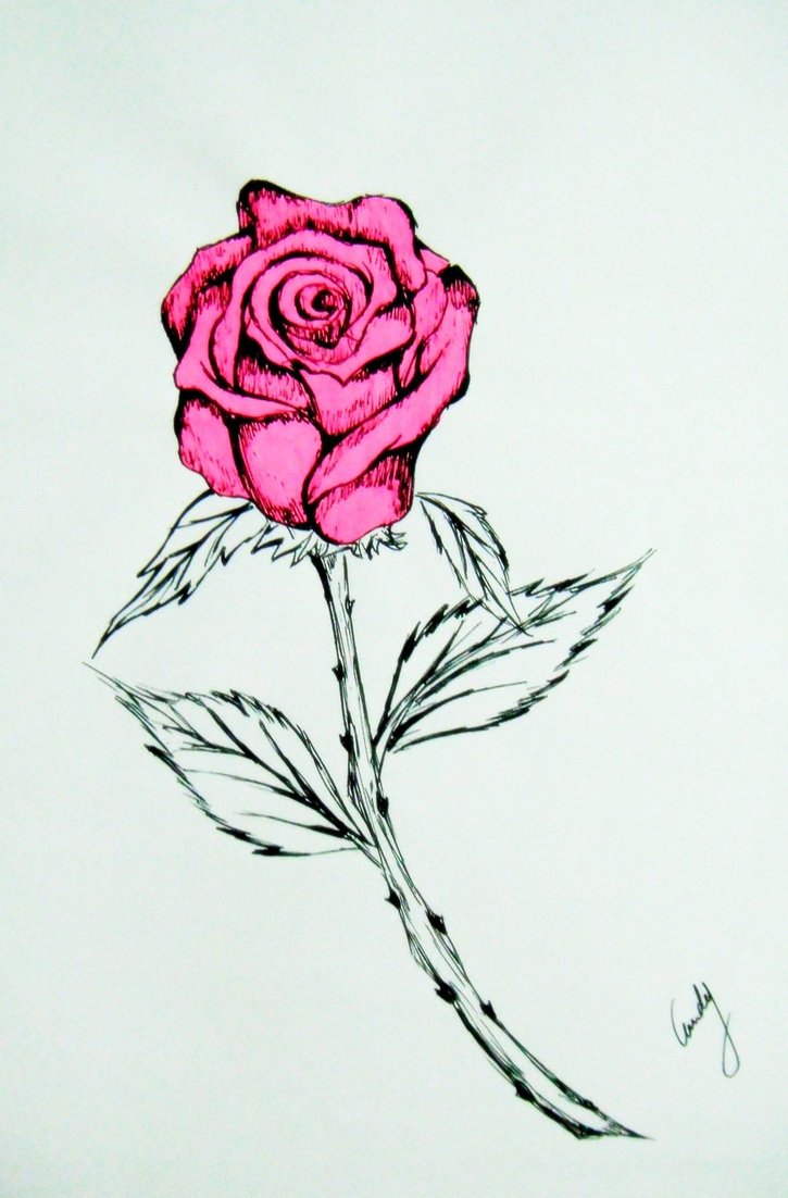 Pink Rose Drawing Pic