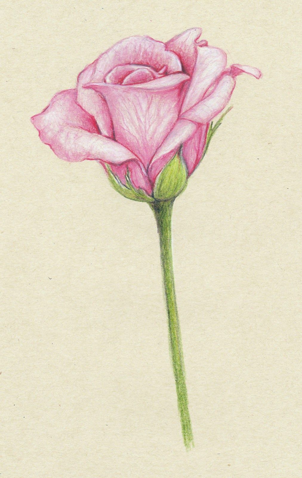 Pink Rose Drawing Pics