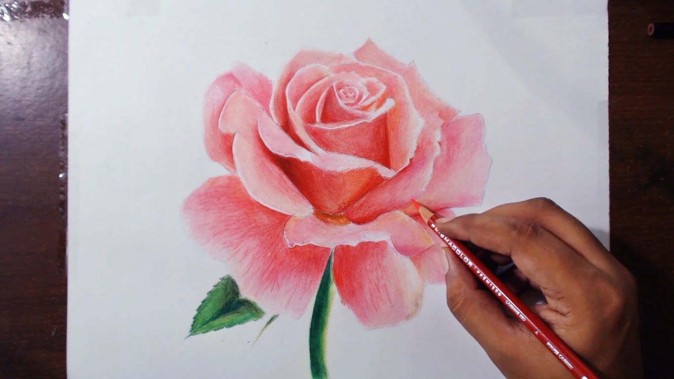 Pink Rose Drawing Picture