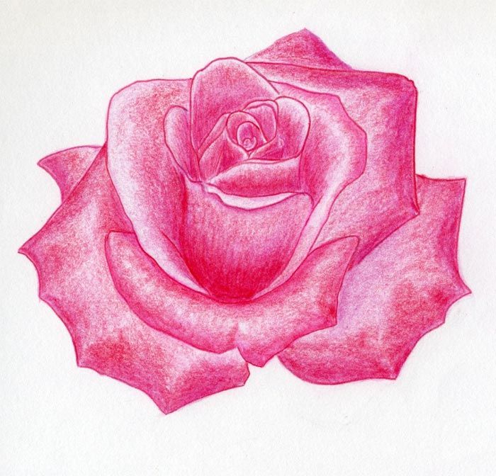 Pink Rose Drawing Realistic