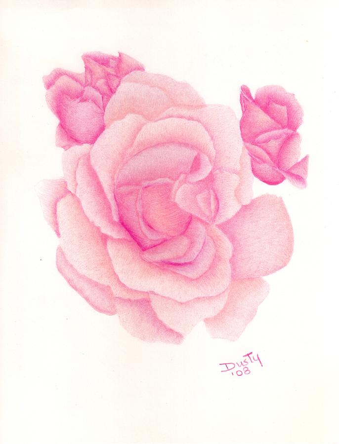 Pink Rose Drawing Sketch