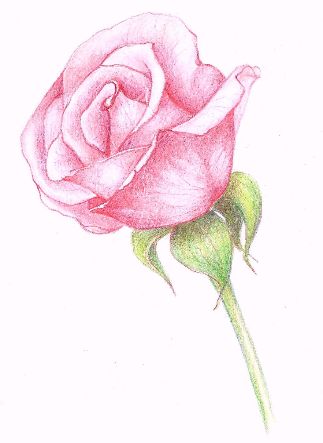 Pink Rose Drawing