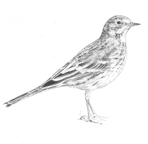 Pipit Drawing Best