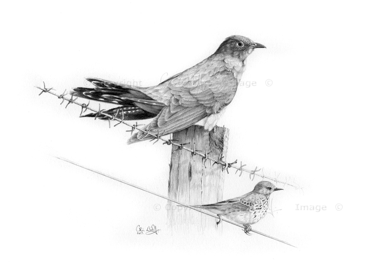 Pipit Drawing Image