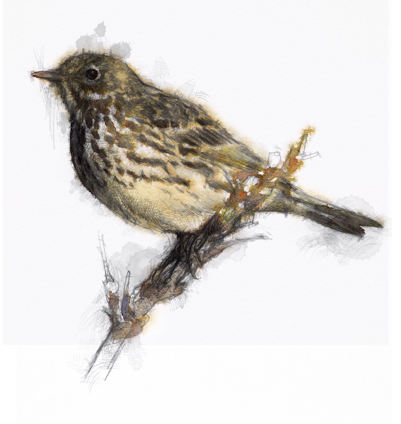 Pipit Drawing Photo