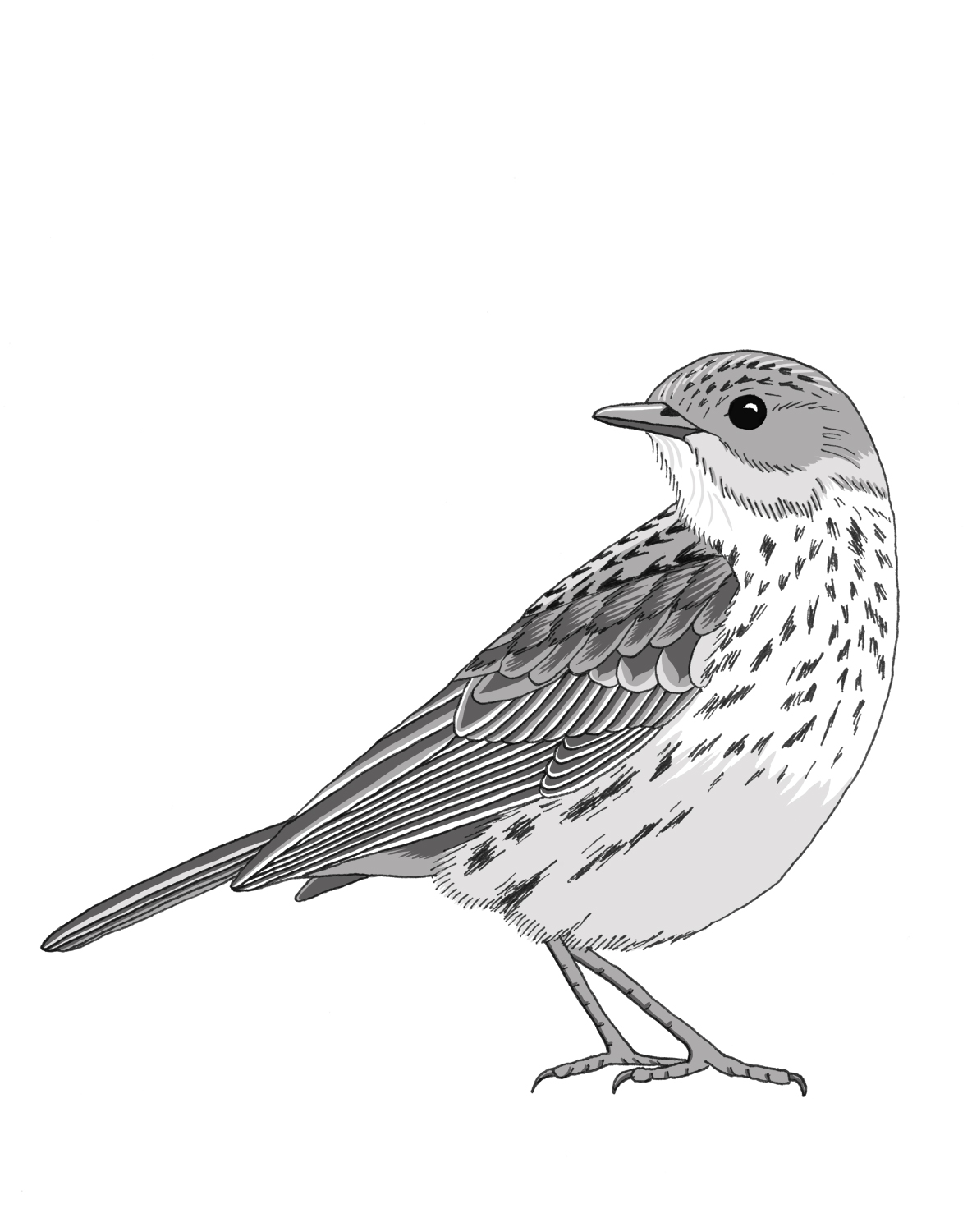 Pipit Drawing Pic
