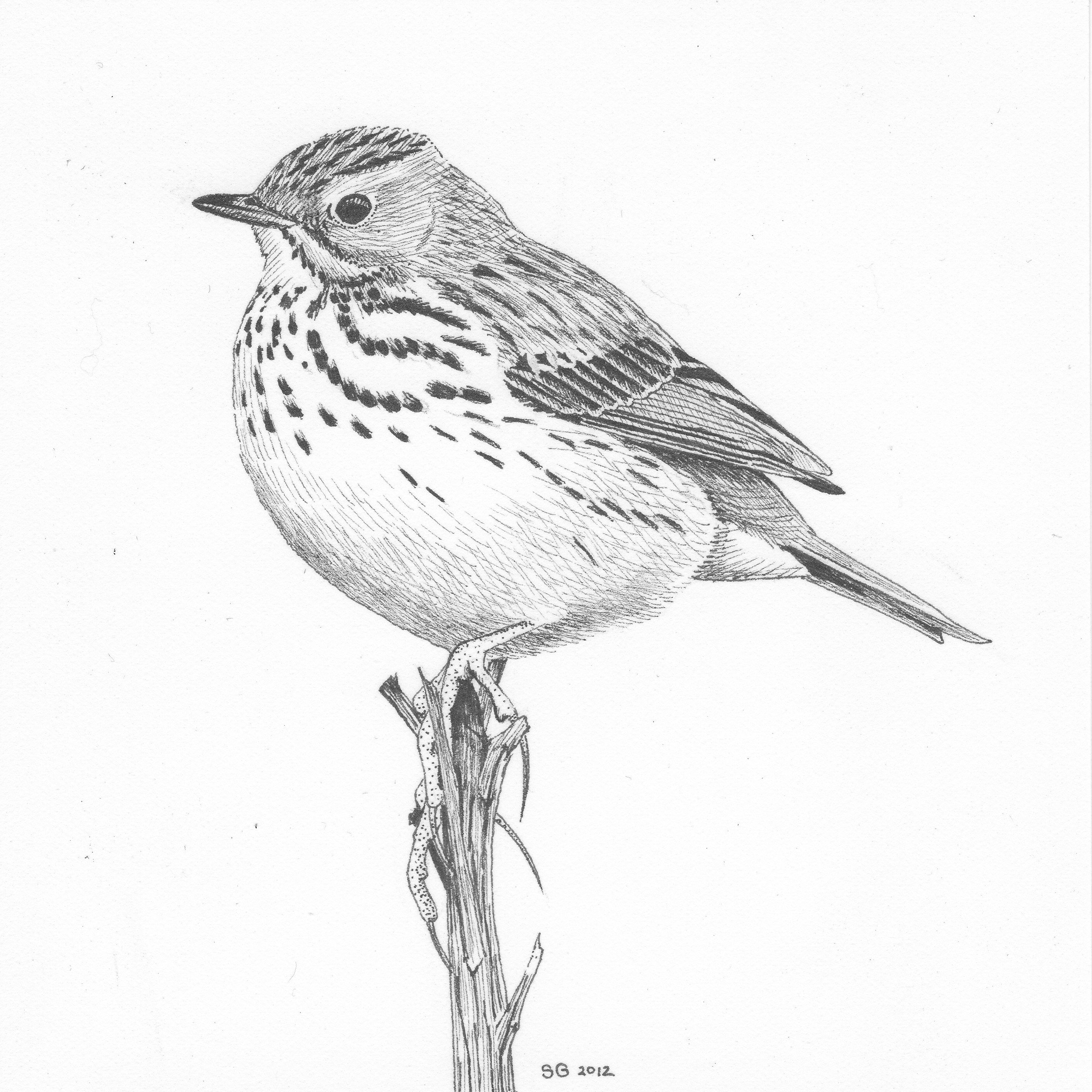 Pipit Drawing Picture
