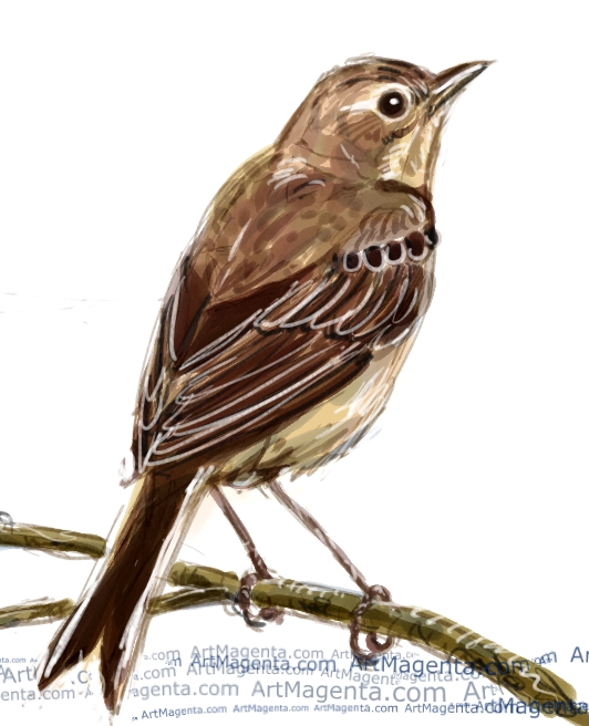 Pipit Drawing Realistic