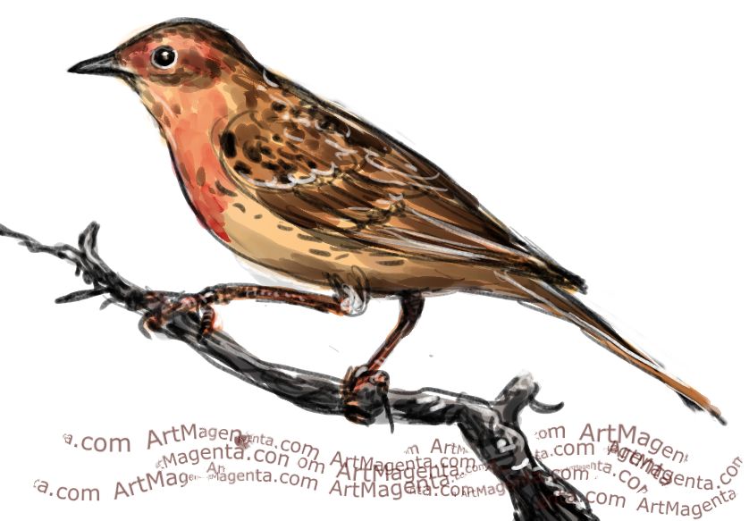 Pipit Drawing Sketch