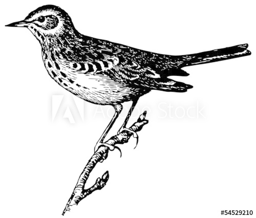 Pipit Drawing