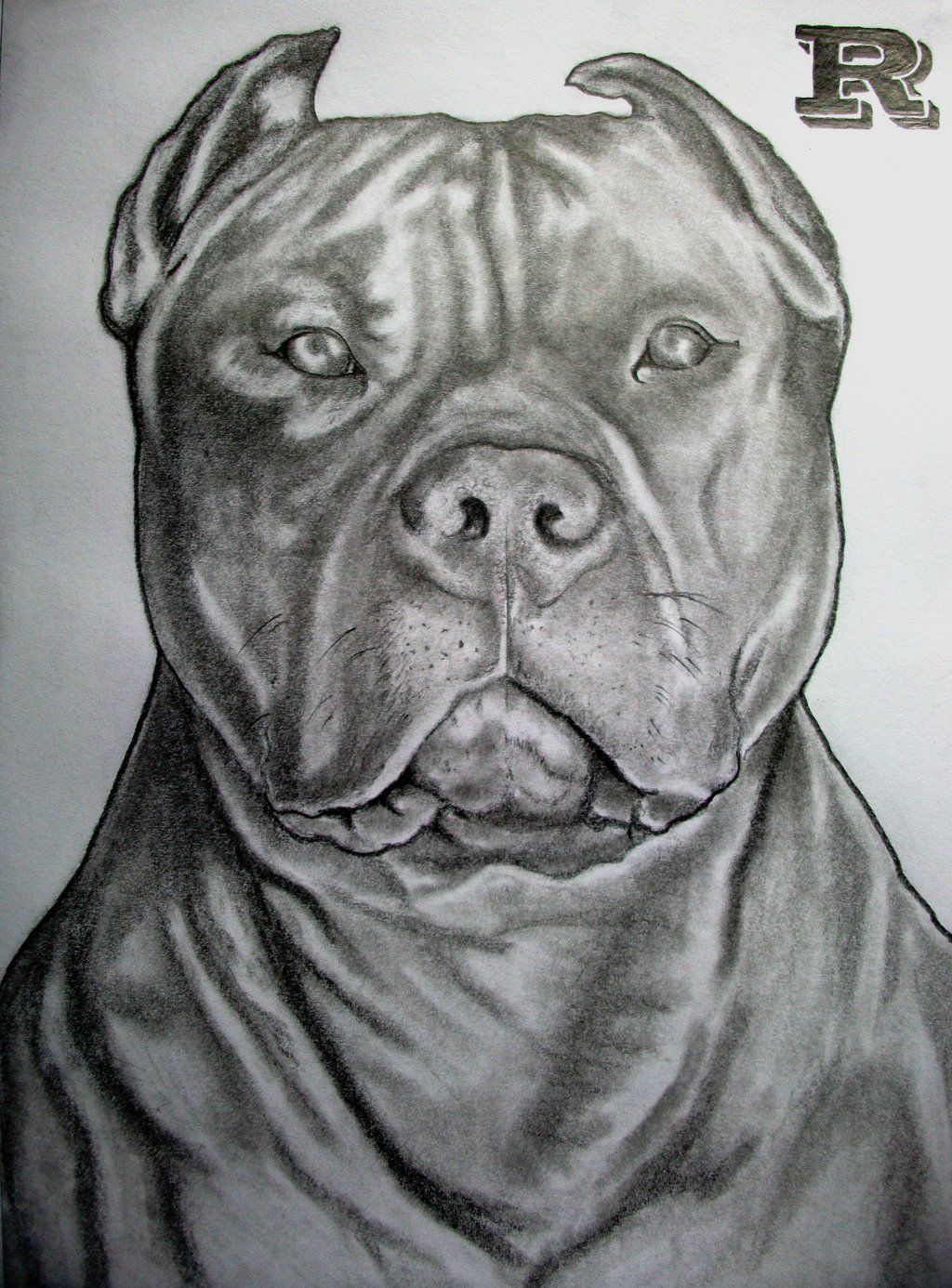 Pitbull Drawing High-Quality