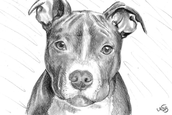 Pitbull Drawing Images