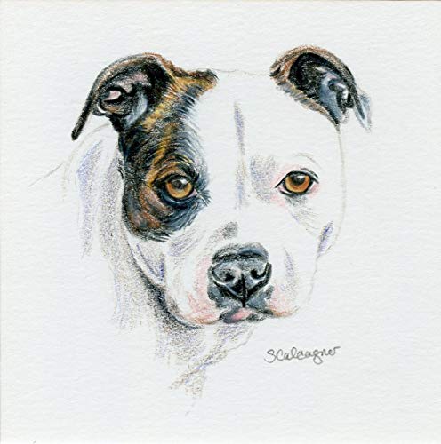 Pitbull Drawing Photo