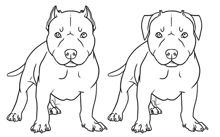 Pitbull Drawing Photos