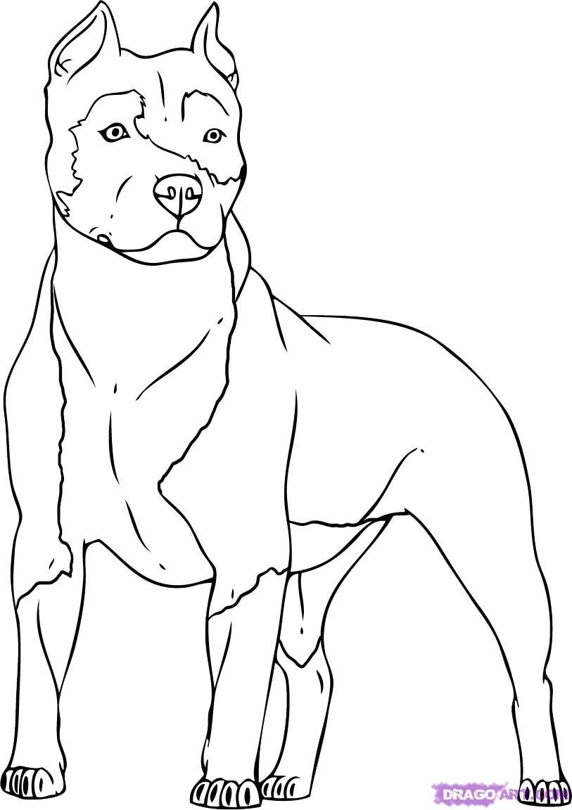 Pitbull Drawing Pics