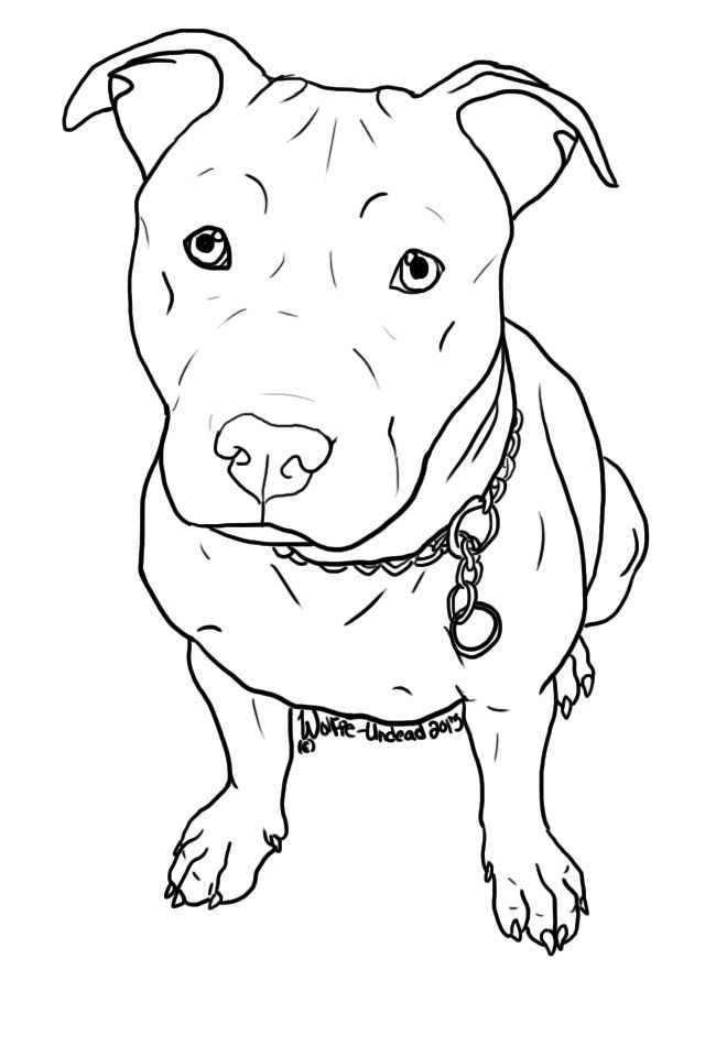 Pitbull Drawing Picture
