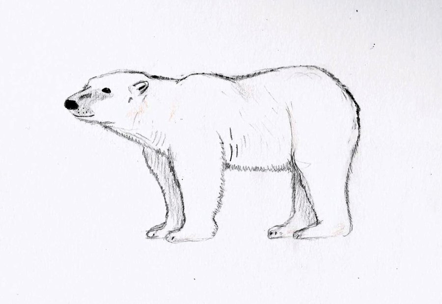 Polar Bear Art Drawing
