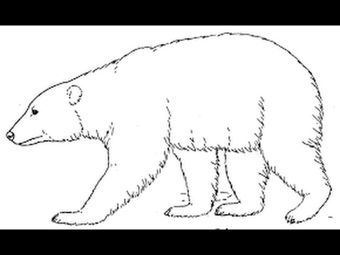 Polar Bear Drawing Amazing