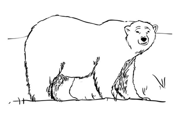Polar Bear Drawing Art