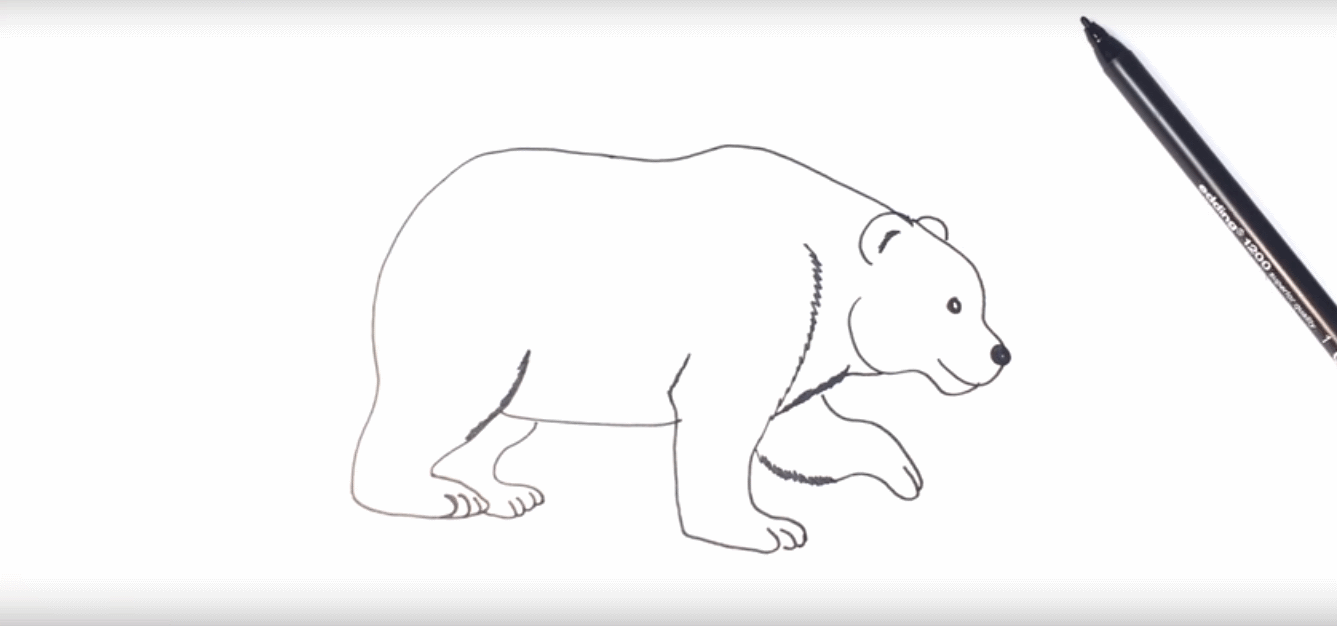 Polar Bear Drawing Beautiful Art