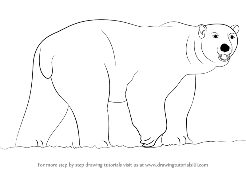 Polar Bear Drawing Beautiful Image